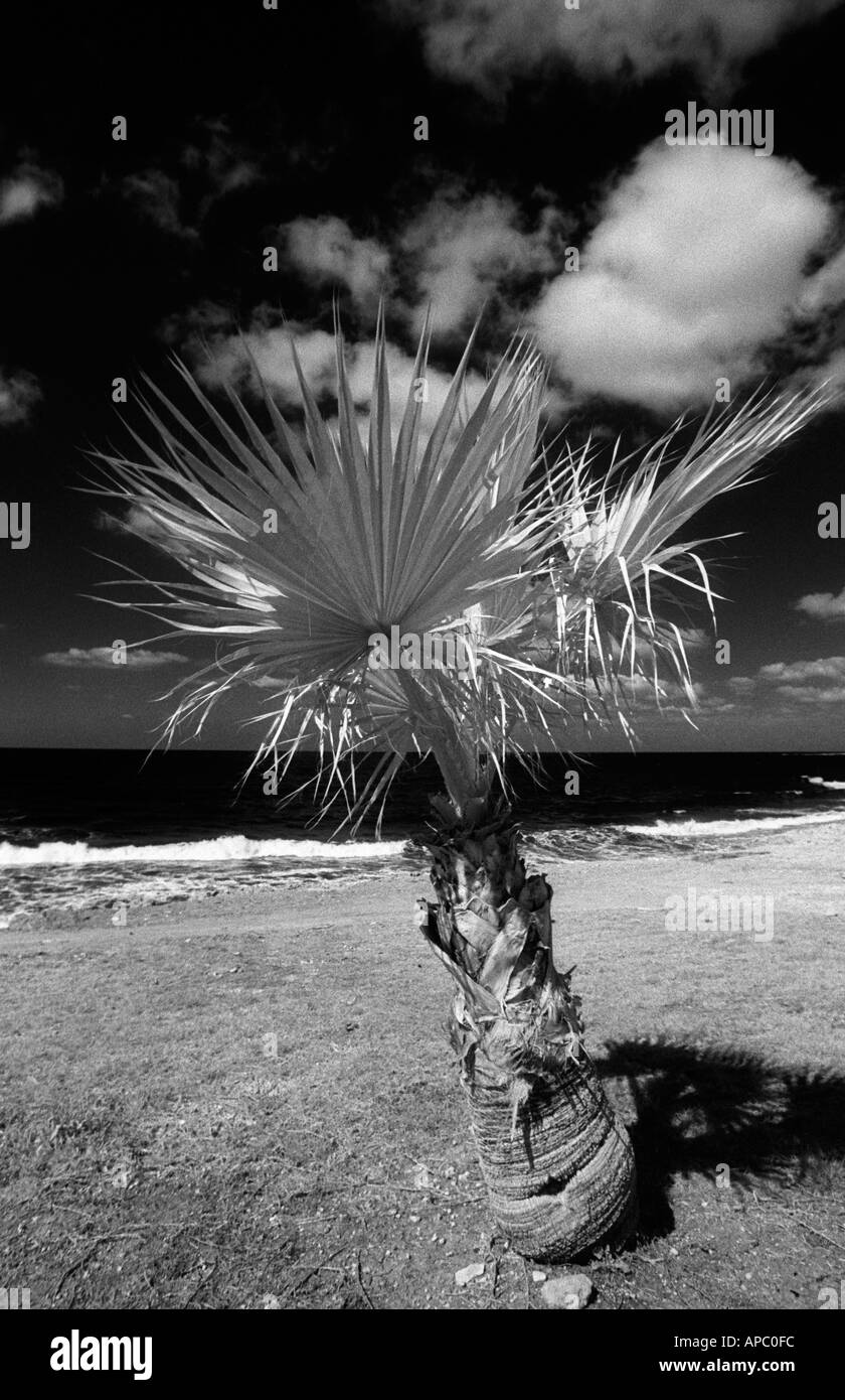 Palm tree dal litorale.Cipro Foto Stock
