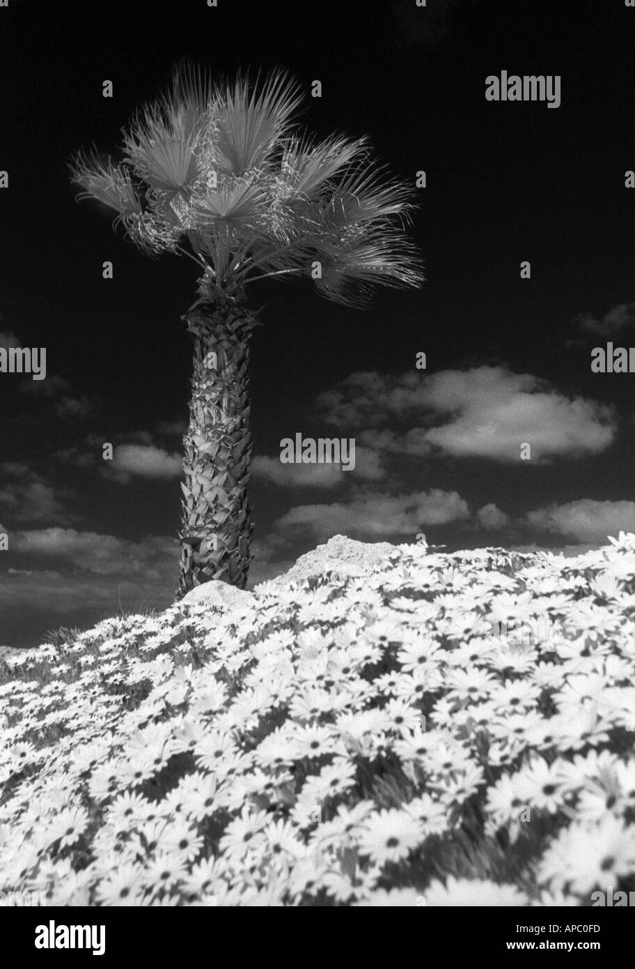 Flora mediterranea di Cipro. Palm Tree e Osteospremum margherite a infrarossi in bianco e nero Foto Stock