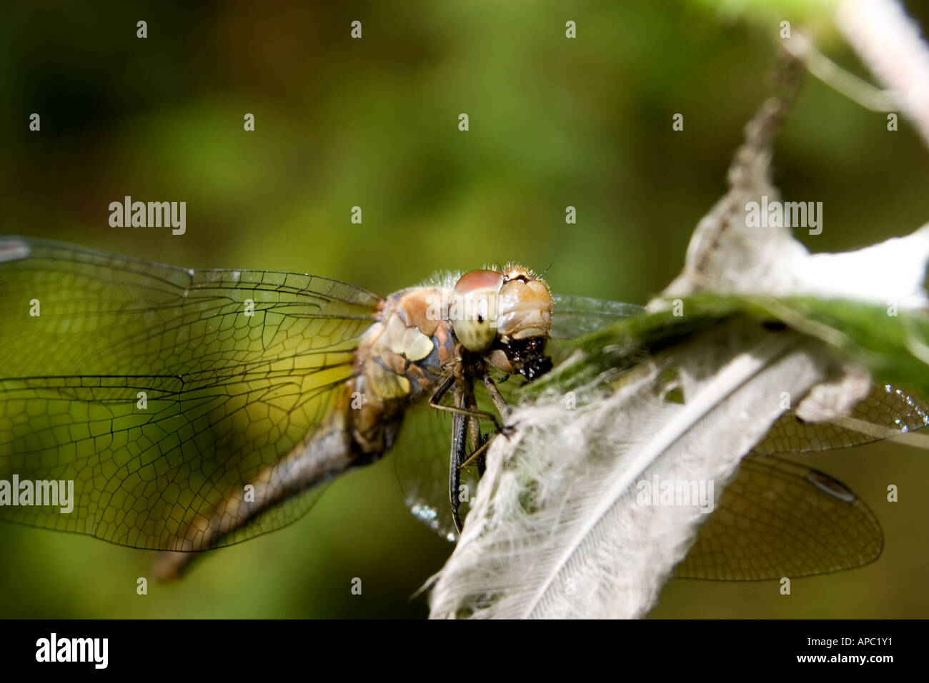 Mangiare Foto Stock