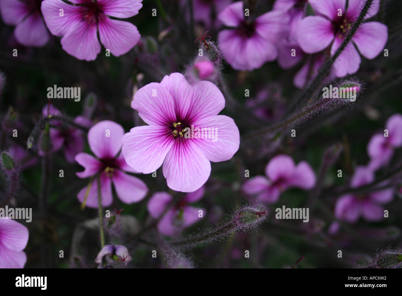 Cinque petali viola e fiori lilla Foto stock - Alamy