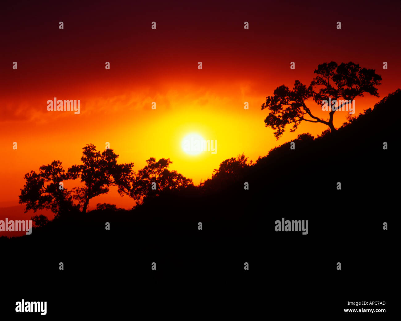 Tramonto; stagliano; alberi; moron de la frontera; Spagna; andalusia; moron; frontera; Espana; paesaggio; tramonto; tempesta; Dramma; co Foto Stock