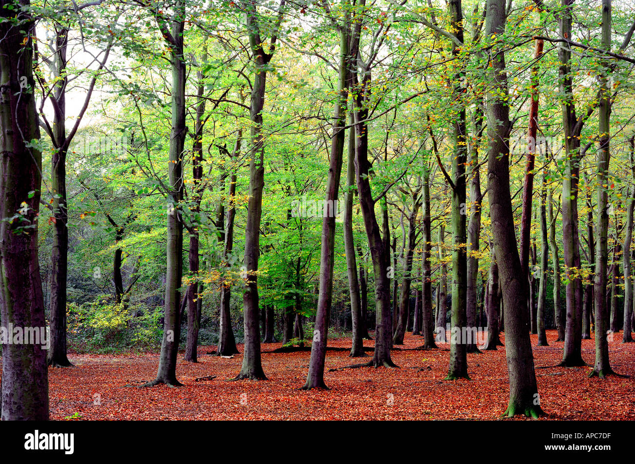 Foresta di alberi di belvedere kent england regno unito autunno Foto Stock