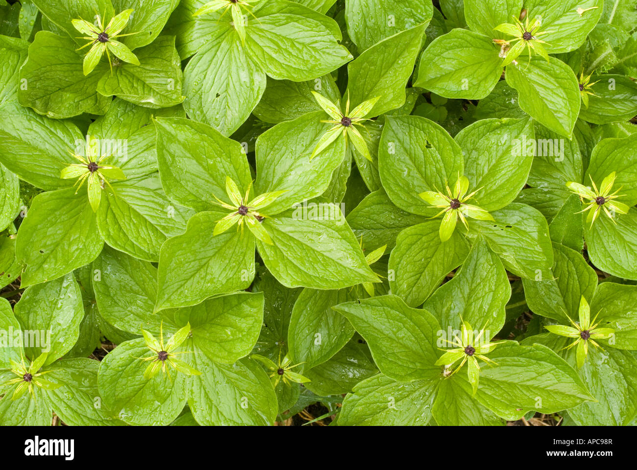 Herb Paris (Paris quadrifolia) Piante fiorite visto da sopra Foto Stock