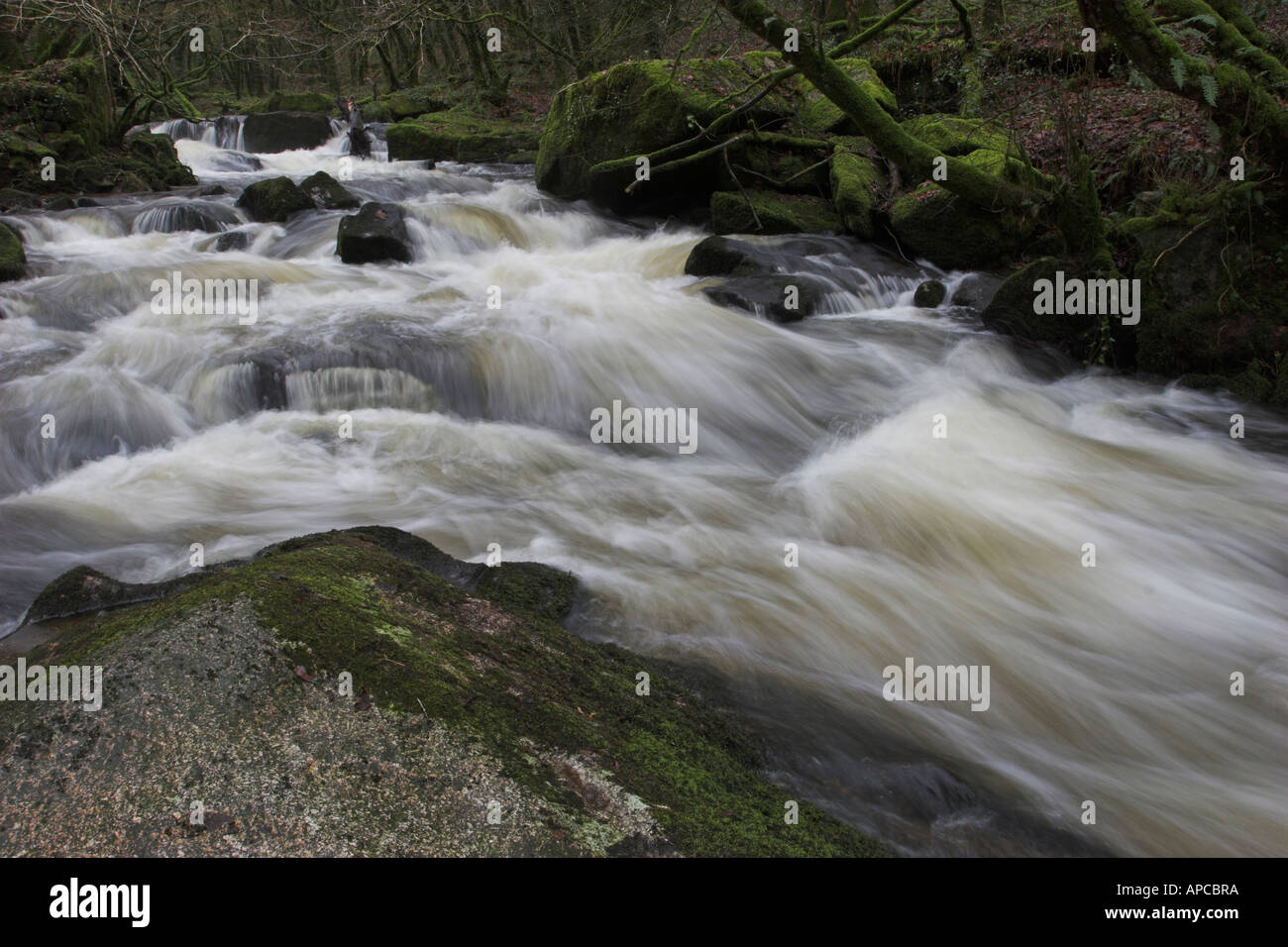 Golitha Falls riserva naturale nazionale del fiume Fowey fluisce attraverso una gola boscosa in una serie di cascate spettacolari Foto Stock