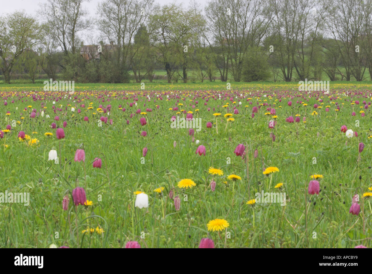 Testa di serpenti Fritillaries in Cricklade prato North Wiltshire, Inghilterra Fritillaria meleagris Foto Stock