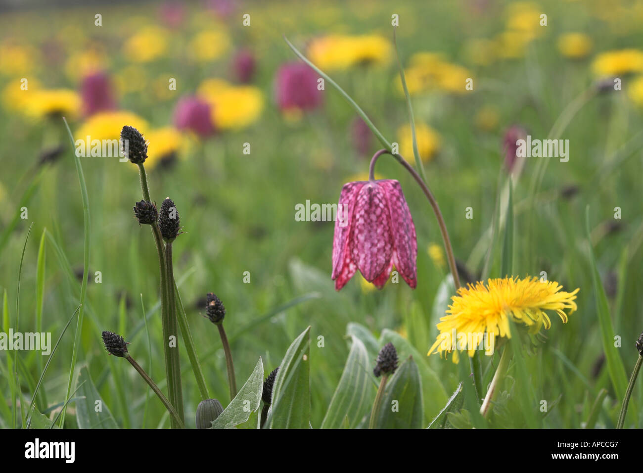 Testa di serpenti Fritillaries in Cricklade prato North Wiltshire, Inghilterra Fritillaria meleagris Foto Stock