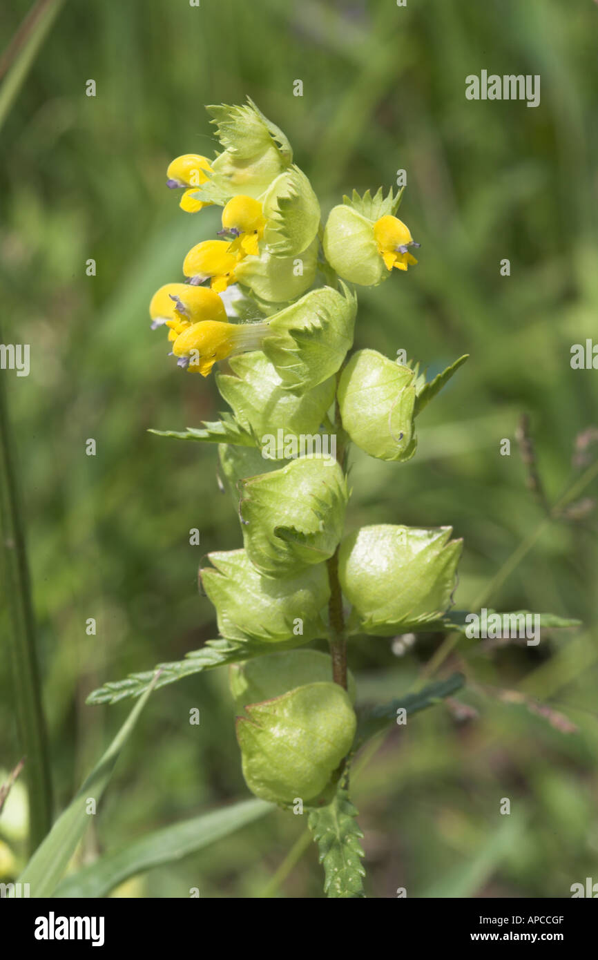 Giallo Rattle Rhinanthus minor Close up fiore spike semi grandi sonaglio interno calice quando sono maturi Cricklade Nord Prato Foto Stock