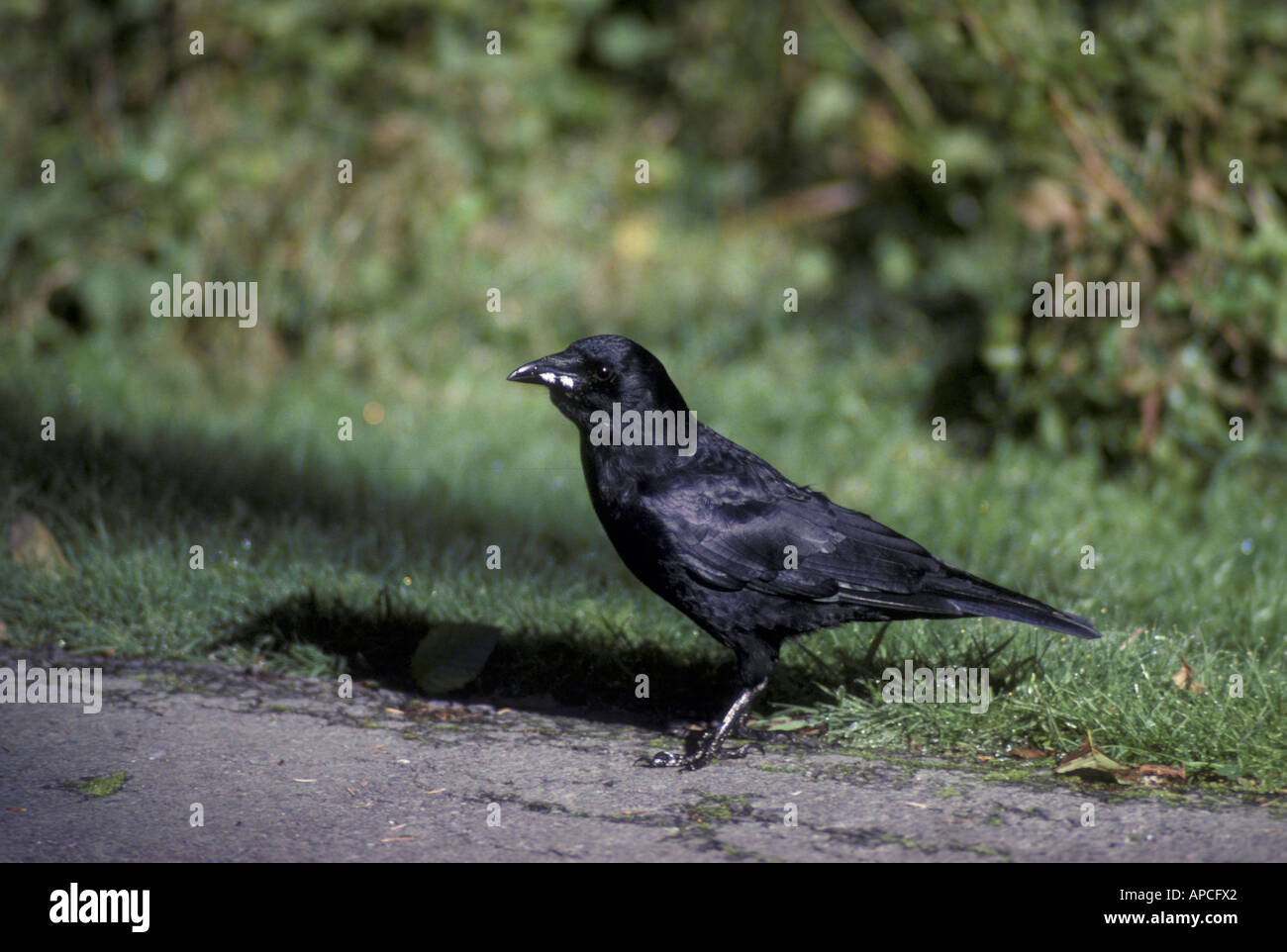 American Crow Corvus brachyrhynchos Foto Stock
