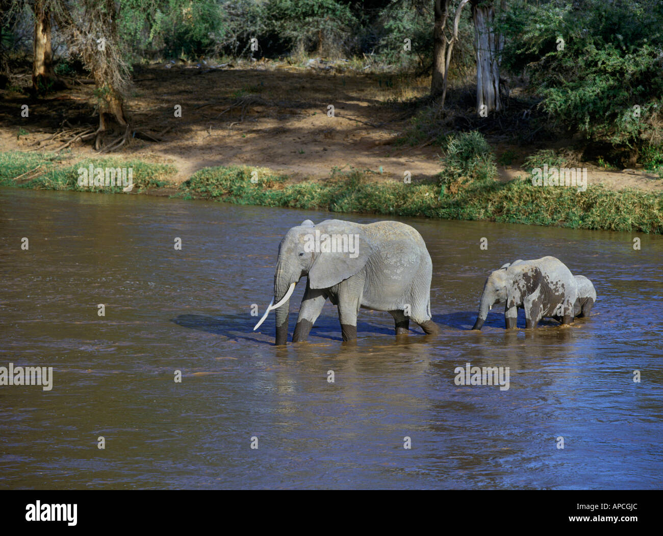 Elefante africano (Loxodonta africana) attraversando Uaso Nyiro, Samburu, Kenya Foto Stock