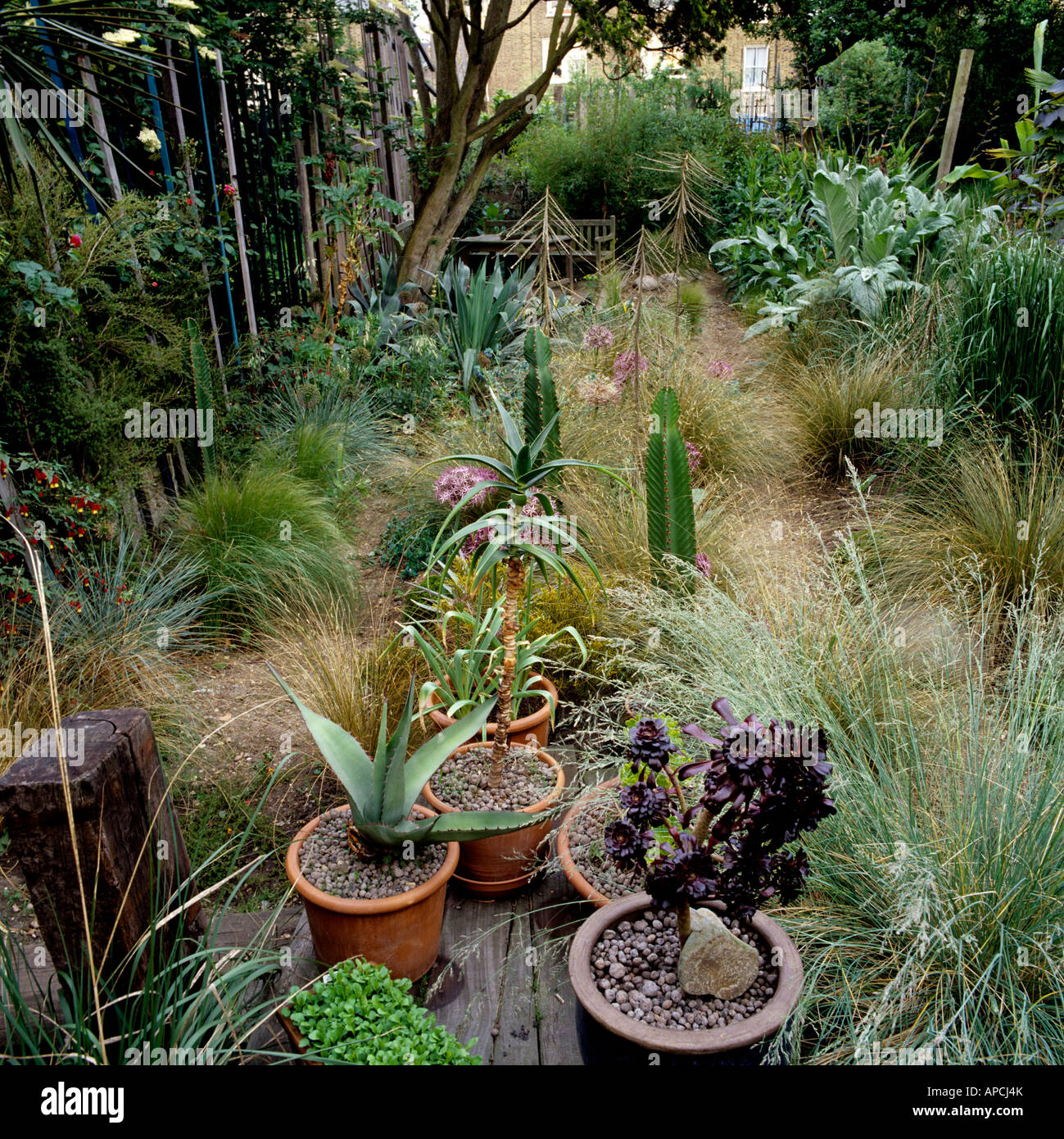 Assortimento di basso crescente Nuova Zelanda erbe e piante di yucca nel giardino di Londra Foto Stock