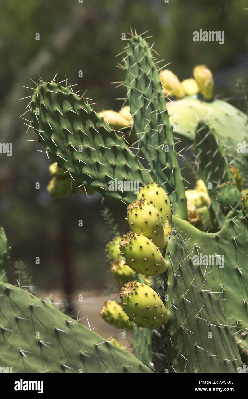 Cactus, pianta selvatica, Portogallo, Foto Stock