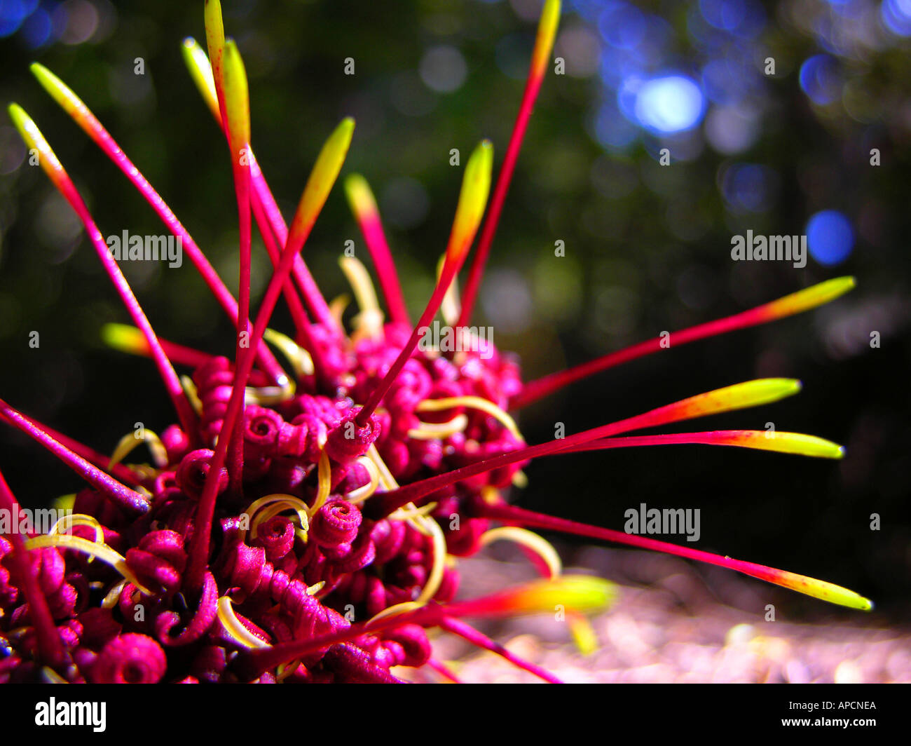 KeriKeri Foto Stock