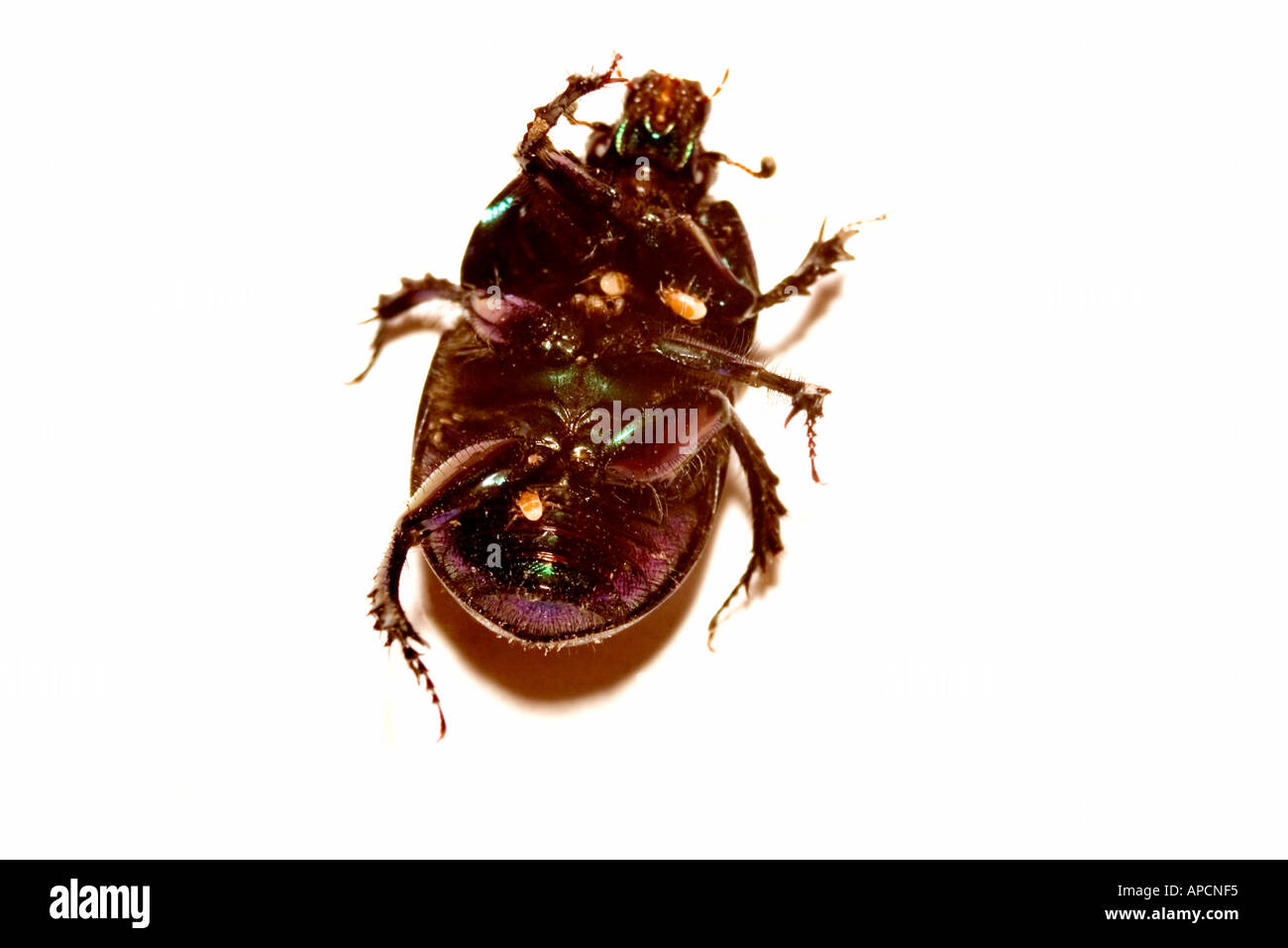 Un parasitized beetle sdraiato sulla sua schiena Foto Stock