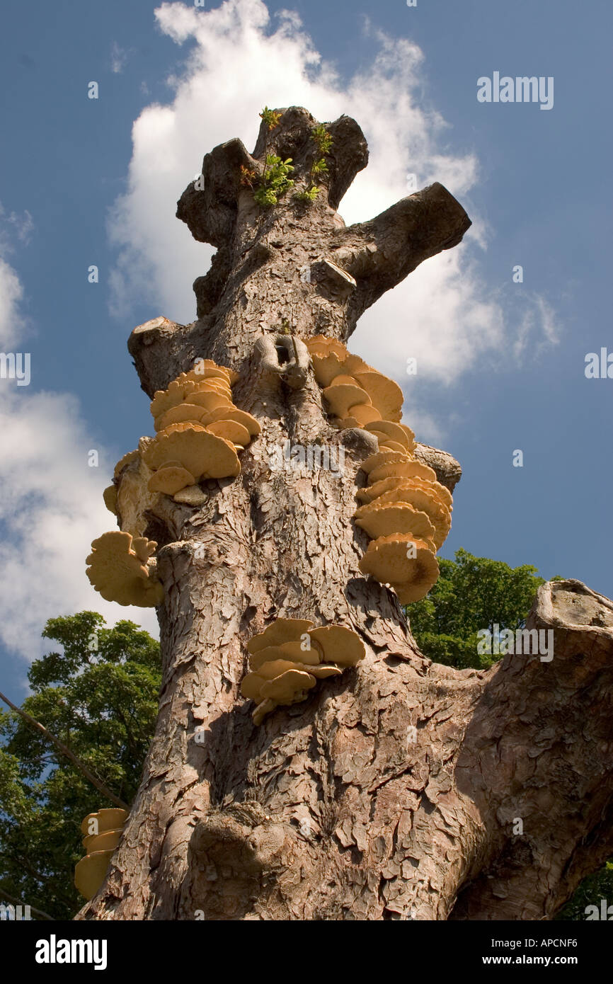 Staffa funghi che crescono su albero delineato contro il cielo blu Foto Stock