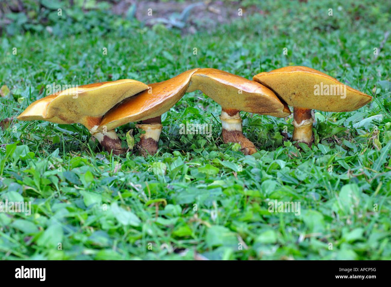 Il larice Bolete Greville s Bolete o bovina (Bolete Suillus grevillei )crescente sul prato a base di larice Foto Stock