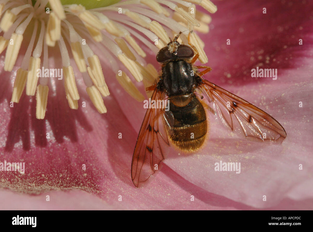 Alimentazione Hoverfly sull'antera di una rosa di papavero da oppio Foto Stock