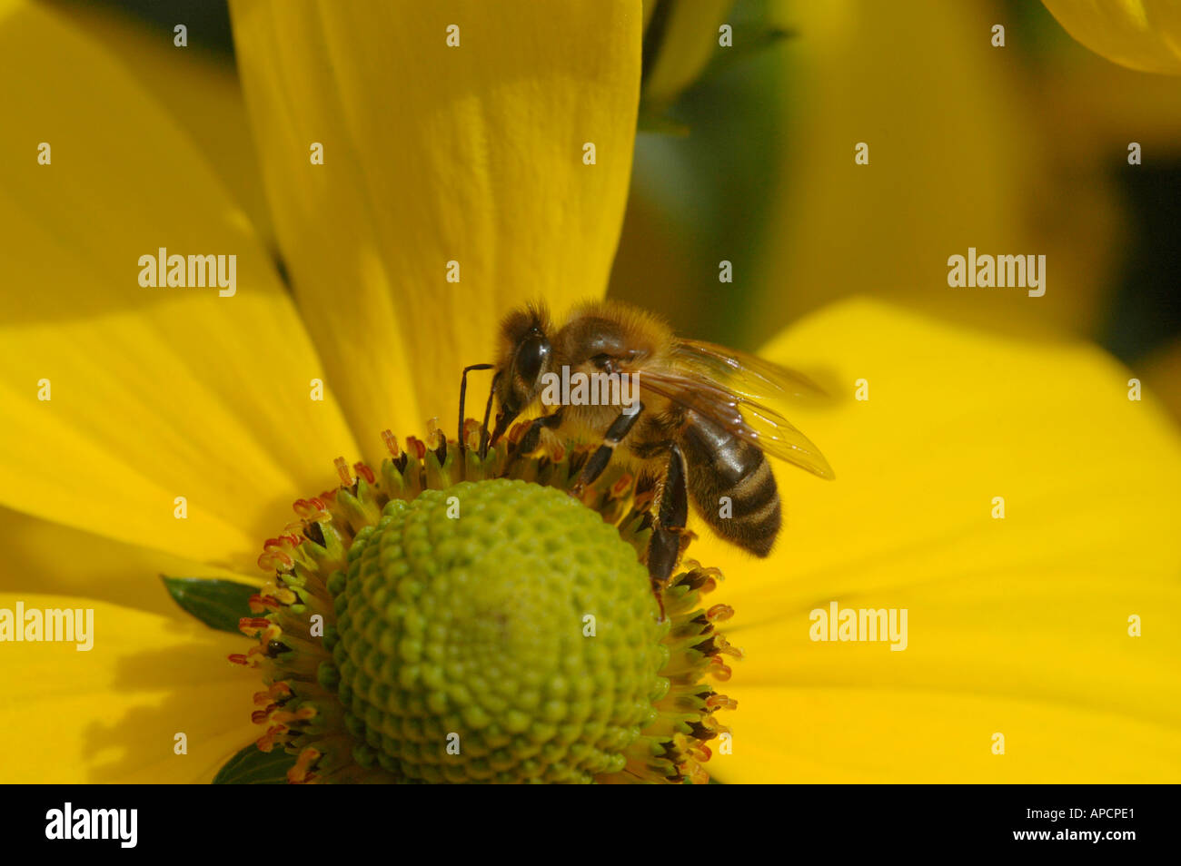 Un miele delle api feed su un fiore giallo Foto Stock