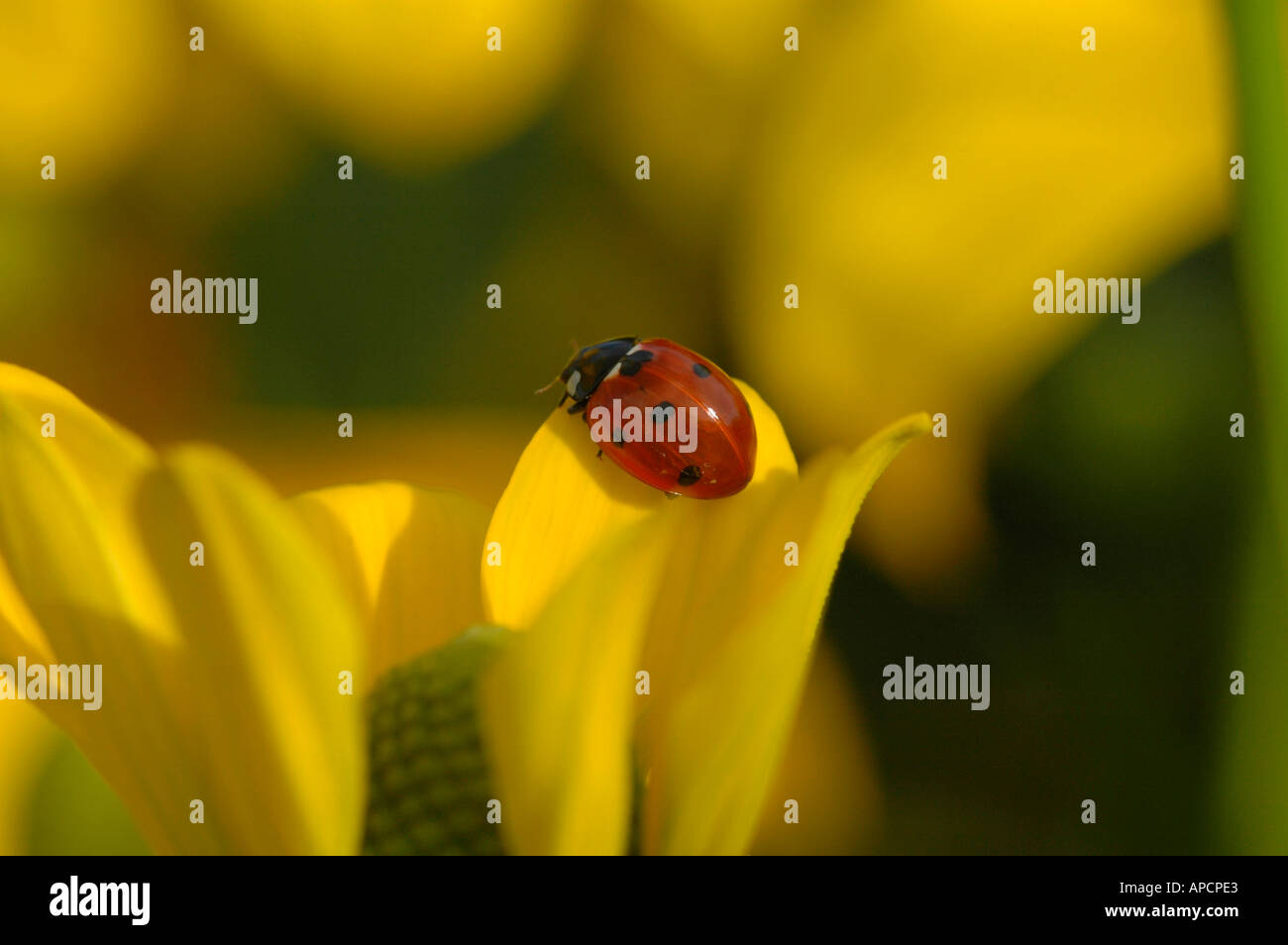 Una coccinella feed su un fiore giallo. Foto Stock
