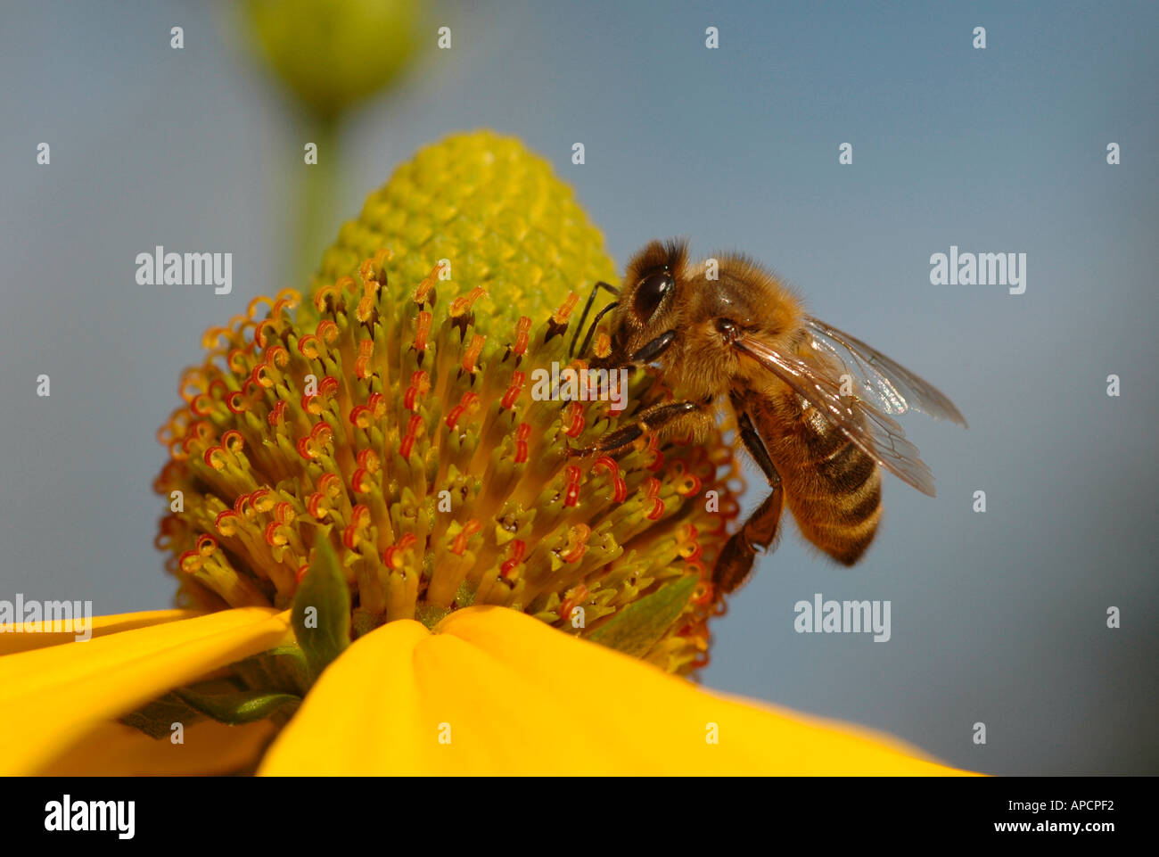 Un honey bee Apis mellifera feed su un giallo fiore rudbeckia Foto Stock