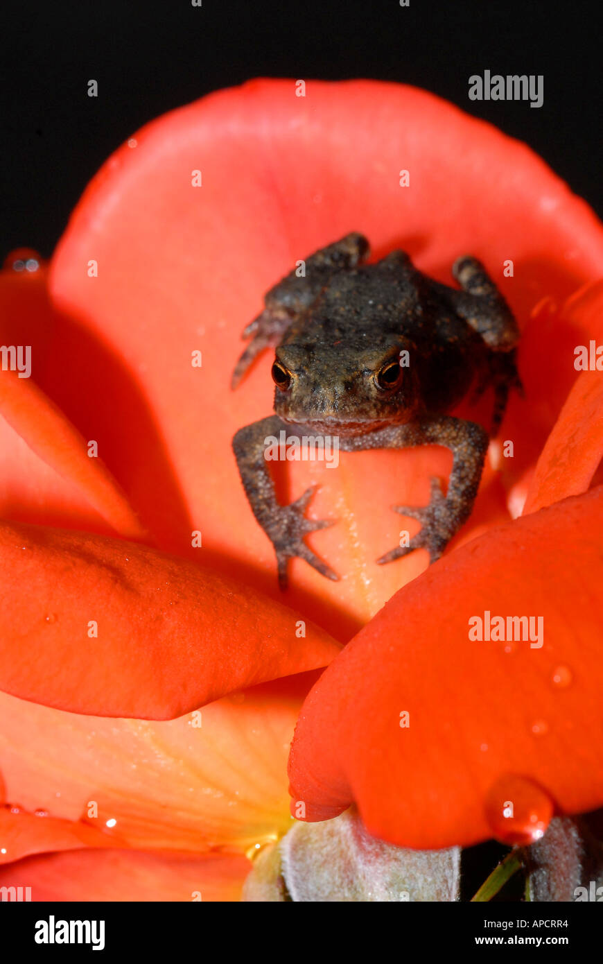 Toad toadlet Bufo Bufo questo piccolo rospo ha un corpo di lunghezza inferiore a 1 cm Foto Stock Toad toadlet Bufo Bufo questo piccolo rospo ha un corpo di lunghezza inferiore a 1 cm Foto Stock