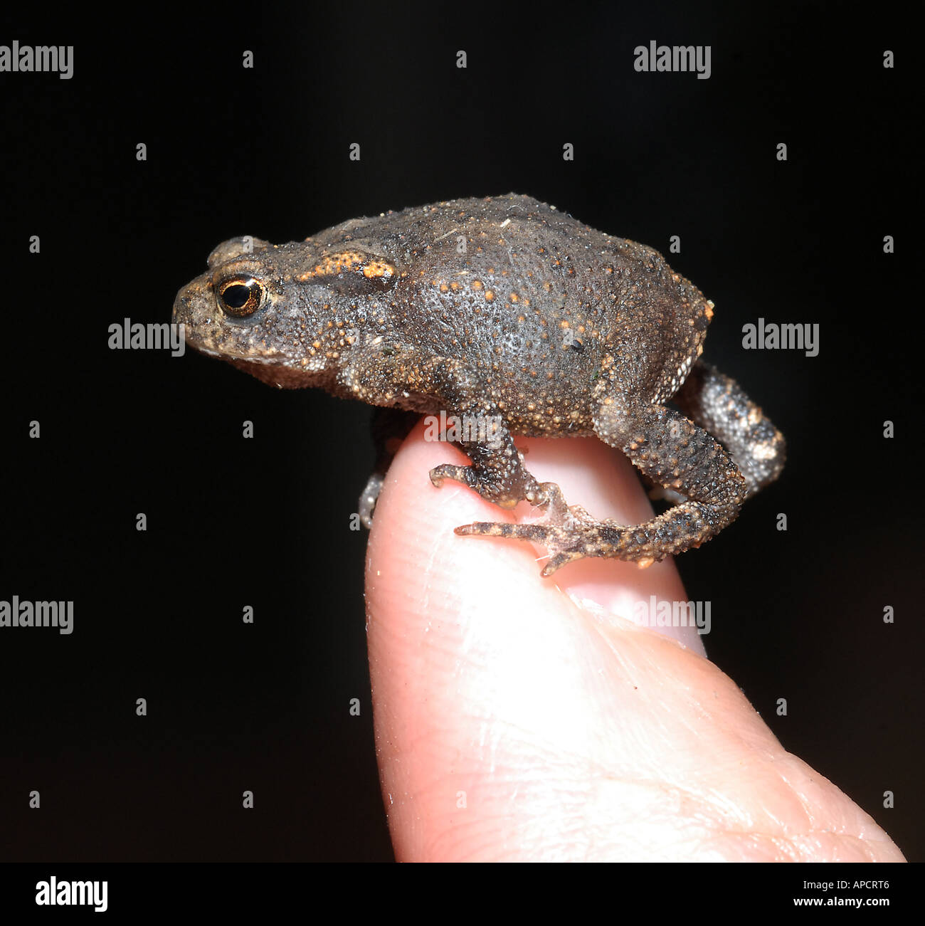 Toad toadlet Bufo Bufo questo piccolo rospo ha un corpo di lunghezza inferiore a 1 cm Foto Stock Toad toadlet Bufo Bufo questo piccolo rospo ha un corpo di lunghezza inferiore a 1 cm Foto Stock