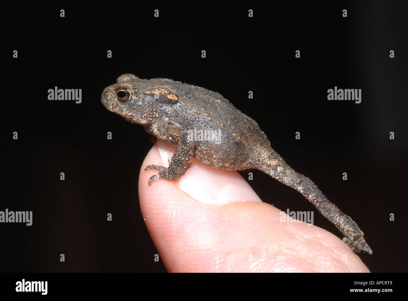 Toad toadlet Bufo Bufo questo piccolo rospo ha un corpo di lunghezza inferiore a 1 cm Foto Stock Toad toadlet Bufo Bufo questo piccolo rospo ha un corpo di lunghezza inferiore a 1 cm Foto Stock