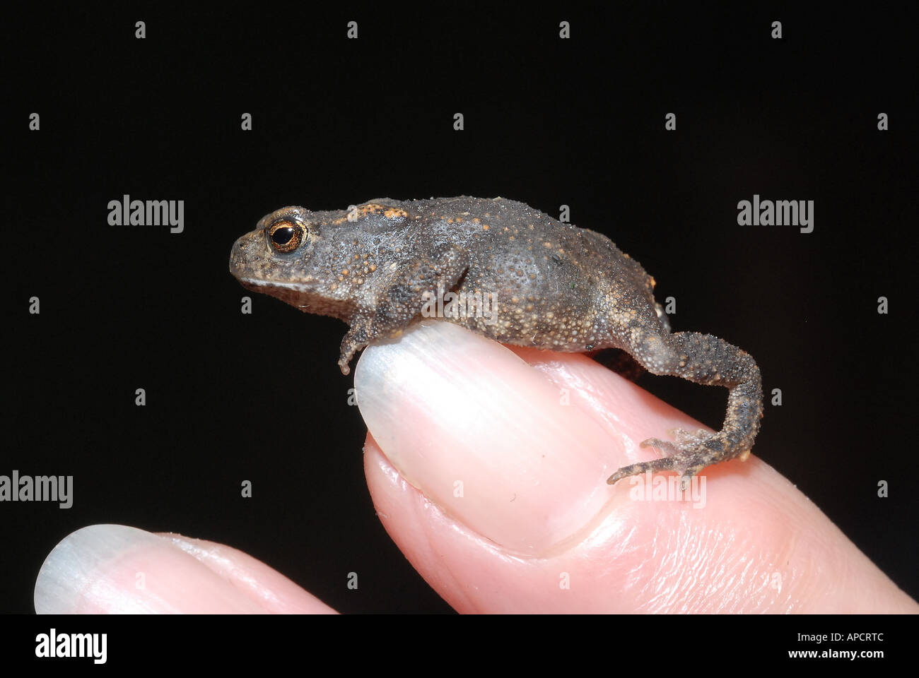 Toad toadlet Bufo Bufo questo piccolo rospo ha un corpo di lunghezza inferiore a 1 cm Foto Stock