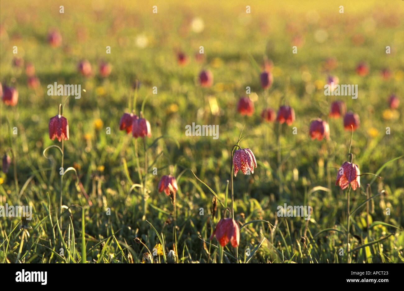 Testa di serpenti Fritillary fiori sul prato del Nord Riserva Naturale Nazionale vicino a Cricklade Gloucestershire in Inghilterra Foto Stock