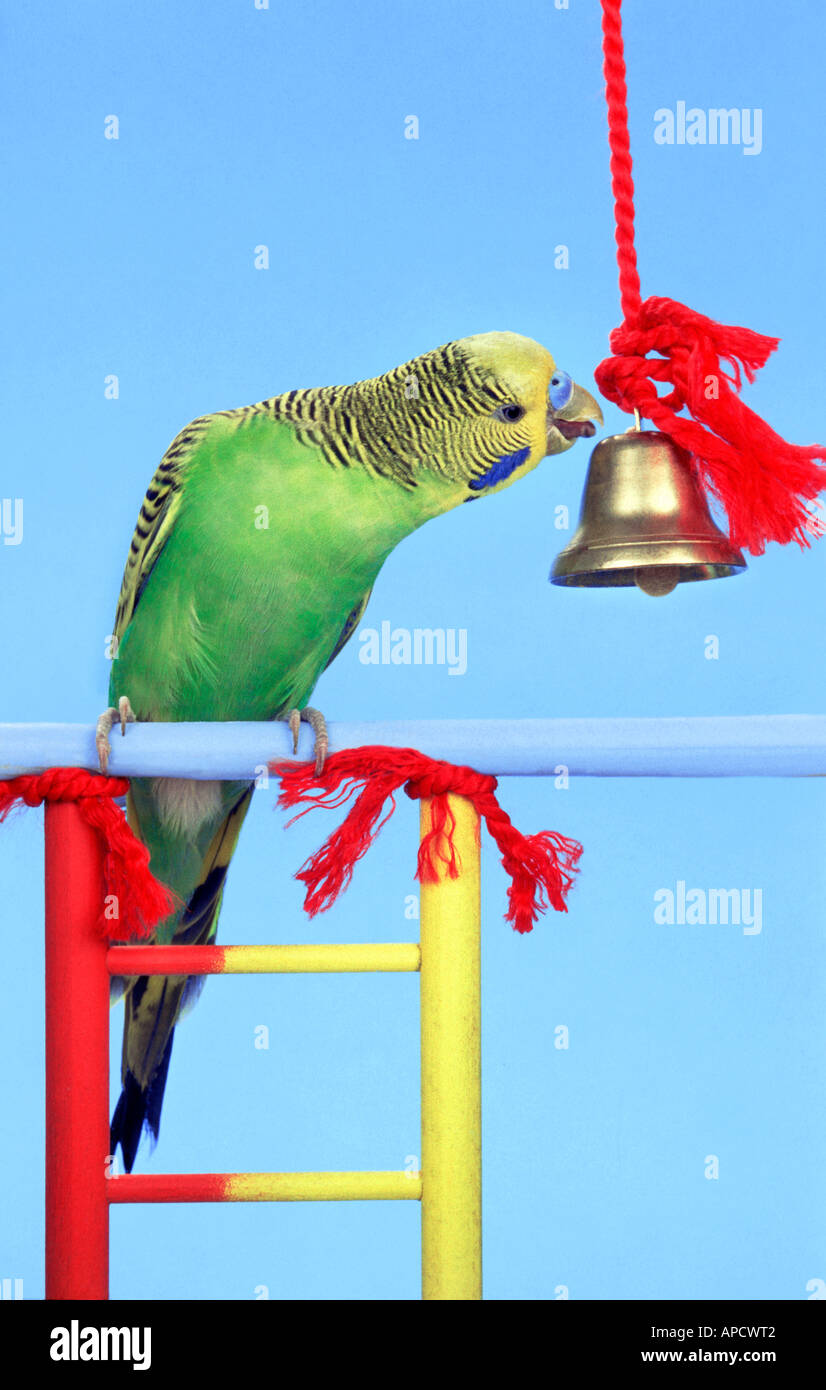 Budgie verde su una scala anelli oro una campana dorata parco giochi Parco giochi Foto Stock