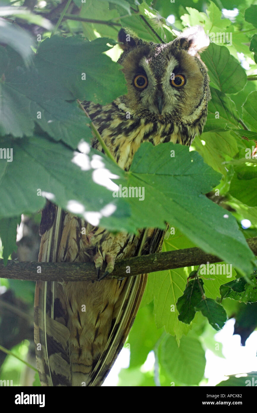 Long eared owl in una struttura ad albero Foto Stock