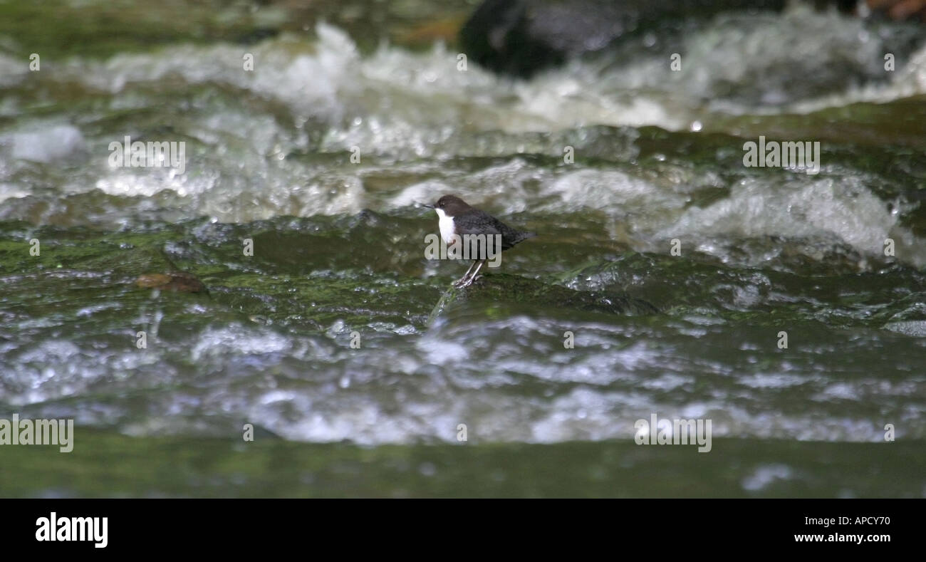 Bilanciere in un fiume in Cumbria Foto Stock