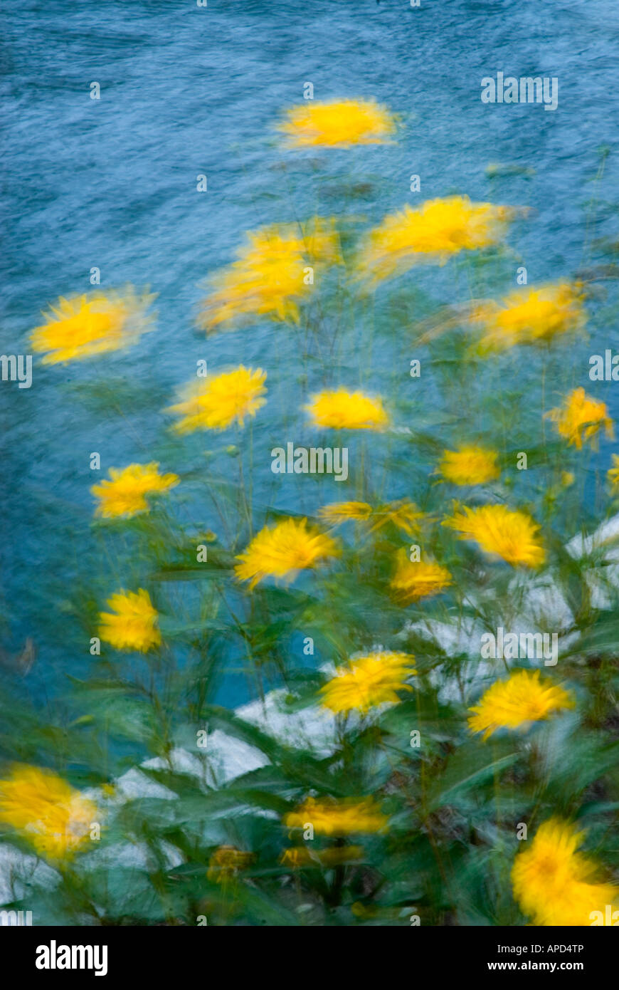 Fiori ammorbidito dal movimento del vento, l'immagine ha una qualità di Monet. Foto Stock