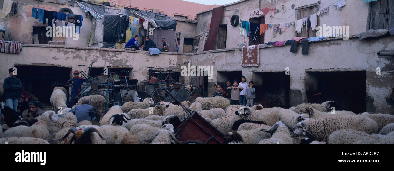 Africa Marocco allevamento ovino riempie cortile aperto di famiglia composto lungo stretto vicolo in Marrakechs vecchia medina Foto Stock