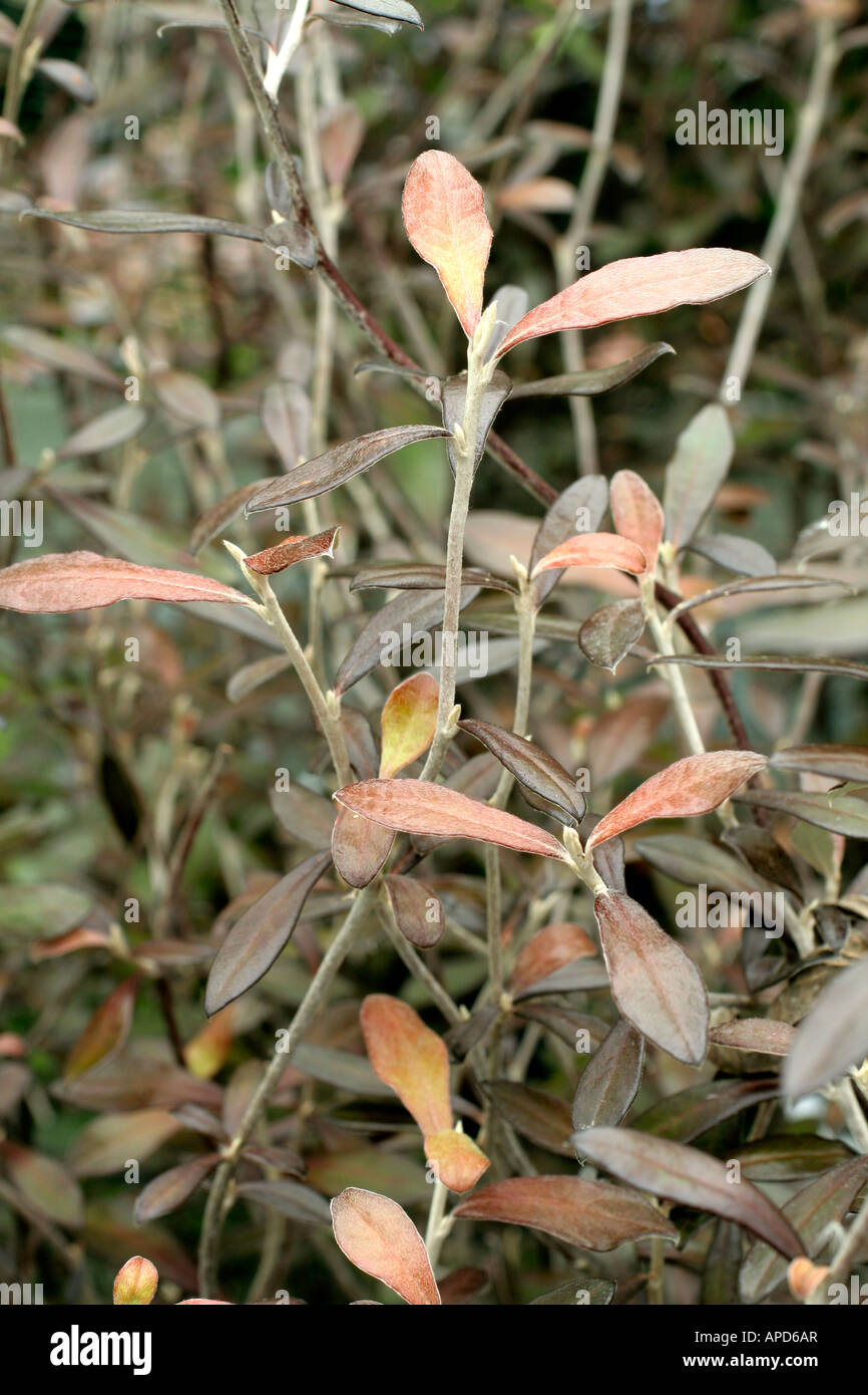 Corokia re di bronzo che mostra inverno fogliame color Foto Stock