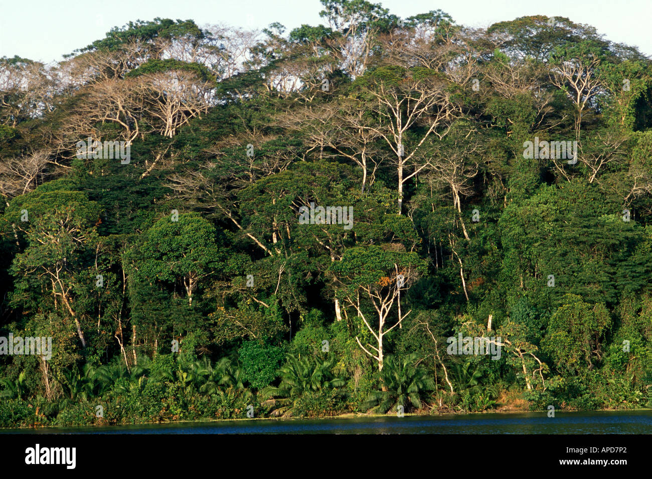 Panama Camino de Cruces Parco Nazionale di sole luci giungle della foresta  pluviale a nord del Canale di Panama Foto stock - Alamy
