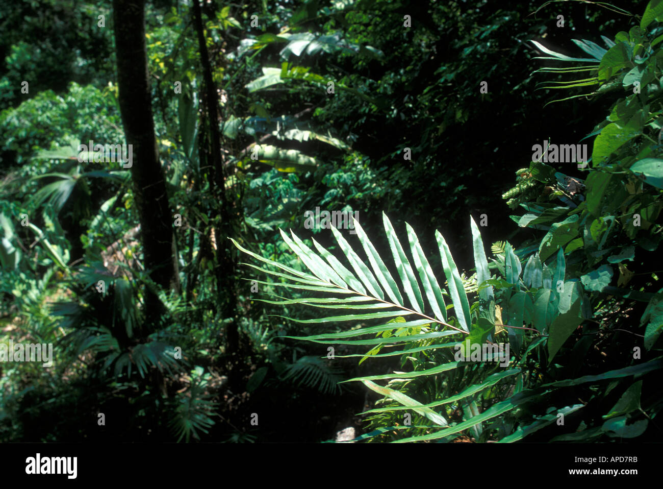 Panama Colón Provincia la lussureggiante foresta pluviale giungle linea rive del lago Gatún lungo il Canale di Panama rotta Foto Stock