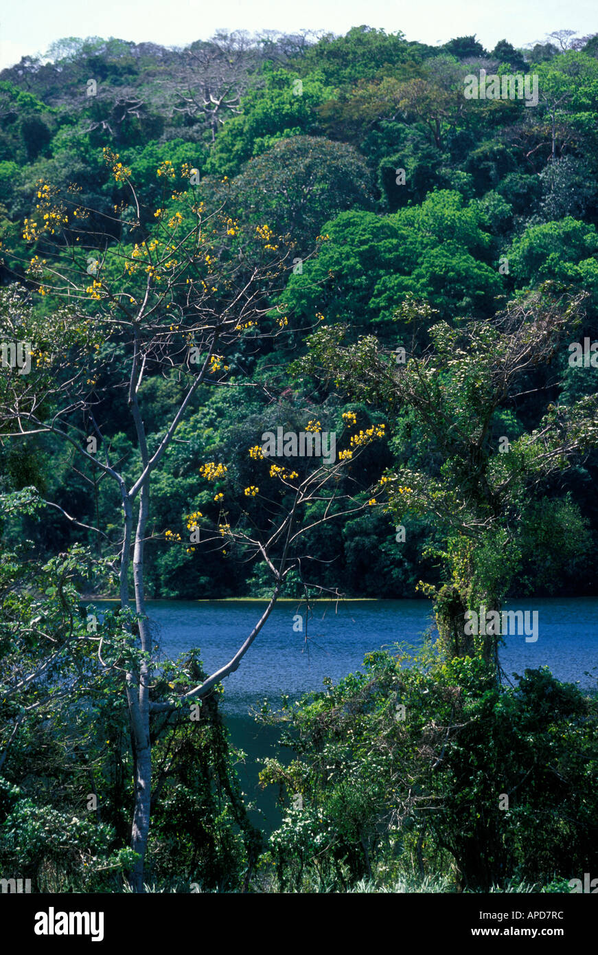 Panama Colón Provincia la lussureggiante foresta pluviale giungle linea rive del lago Gatún lungo il Canale di Panama rotta Foto Stock