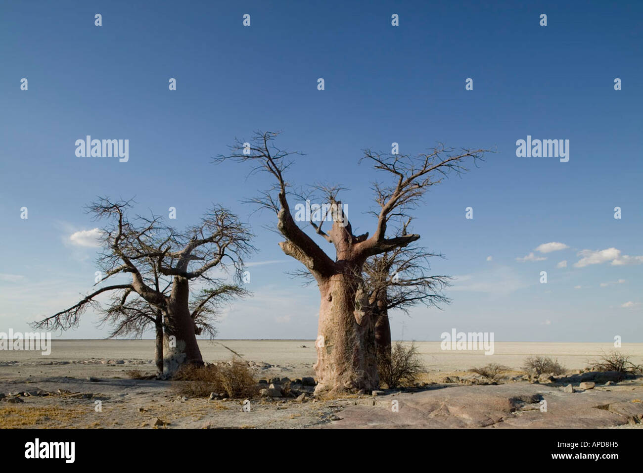 Africa Botswana serata sole illumina alberi di baobab Adansonia digitata su Kubu Island il Makgadikgadi Pan nel Deserto Kalahari Foto Stock
