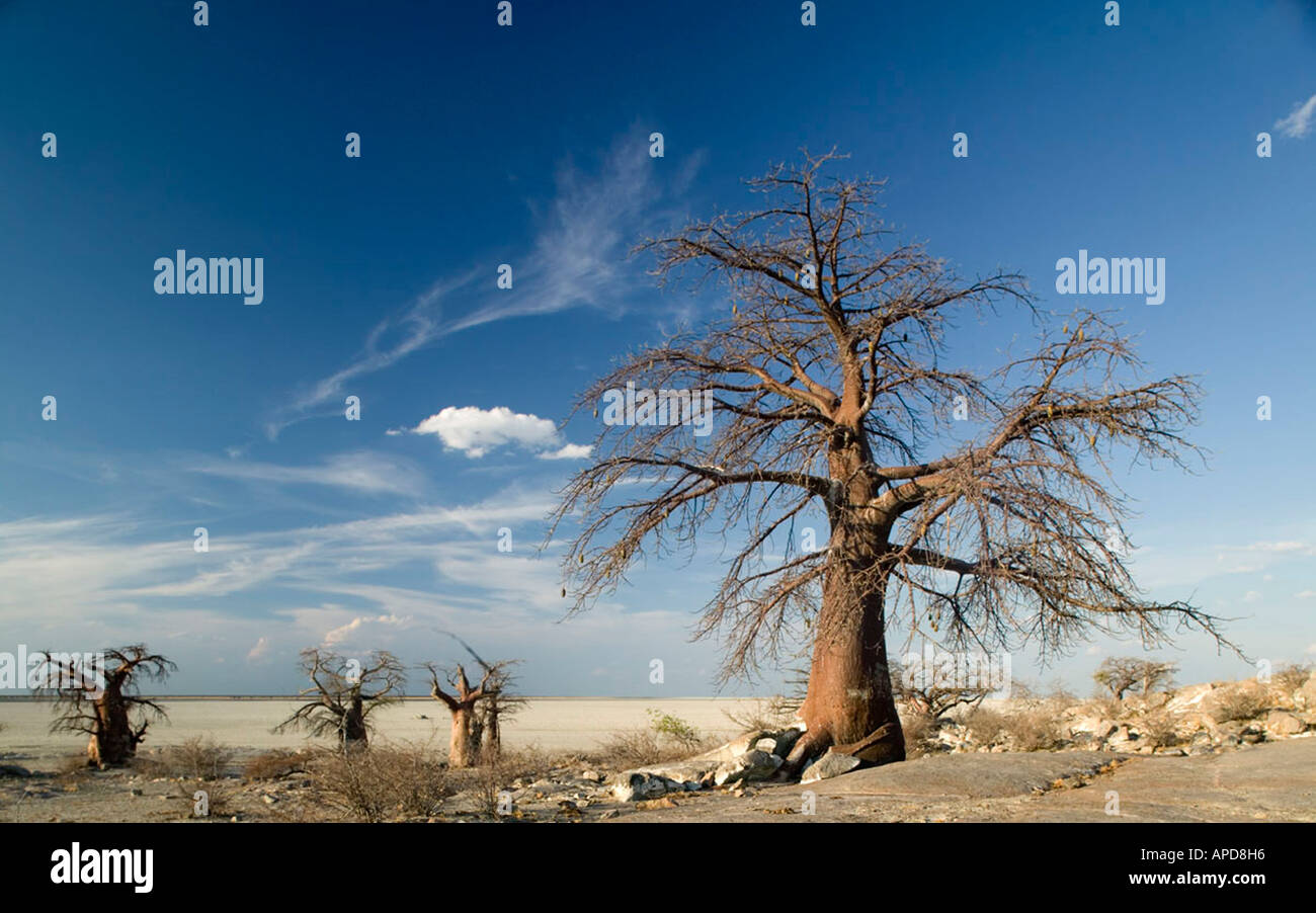 Africa Botswana serata sole illumina alberi di baobab Adansonia digitata su Kubu Island il Makgadikgadi Pan nel Deserto Kalahari Foto Stock