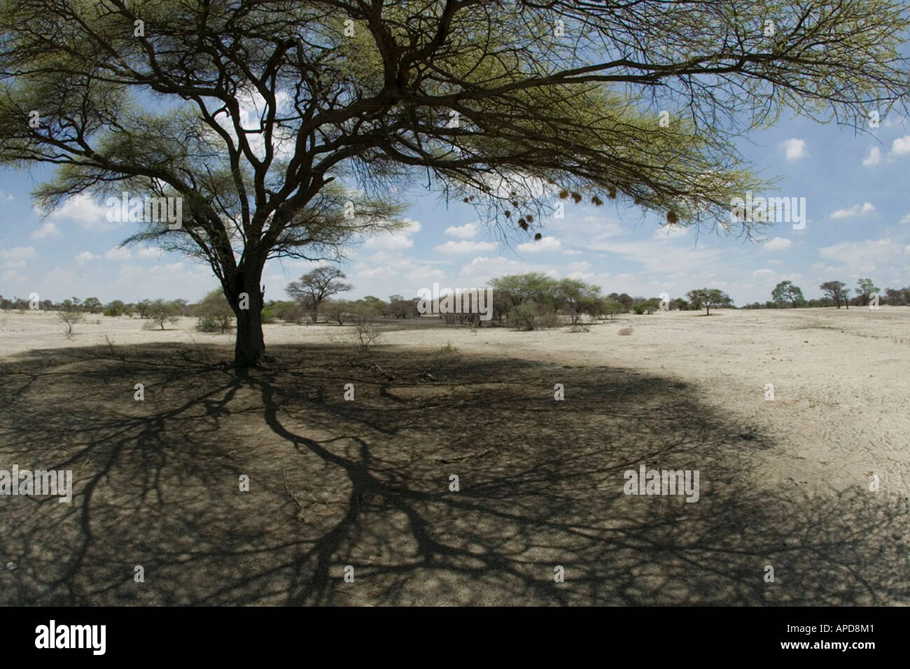 Africa Botswana Vista fisheye di acacia offrendo riparo dal sole di mezzogiorno nel deserto del Kalahari ad ovest della città di Maun Foto Stock