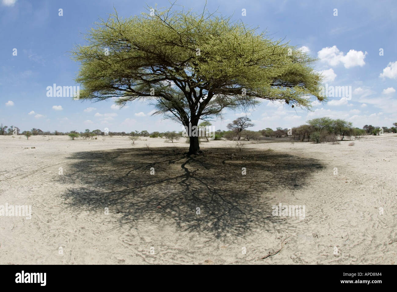 Africa Botswana Vista fisheye di acacia offrendo riparo dal sole di mezzogiorno nel deserto del Kalahari ad ovest della città di Maun Foto Stock