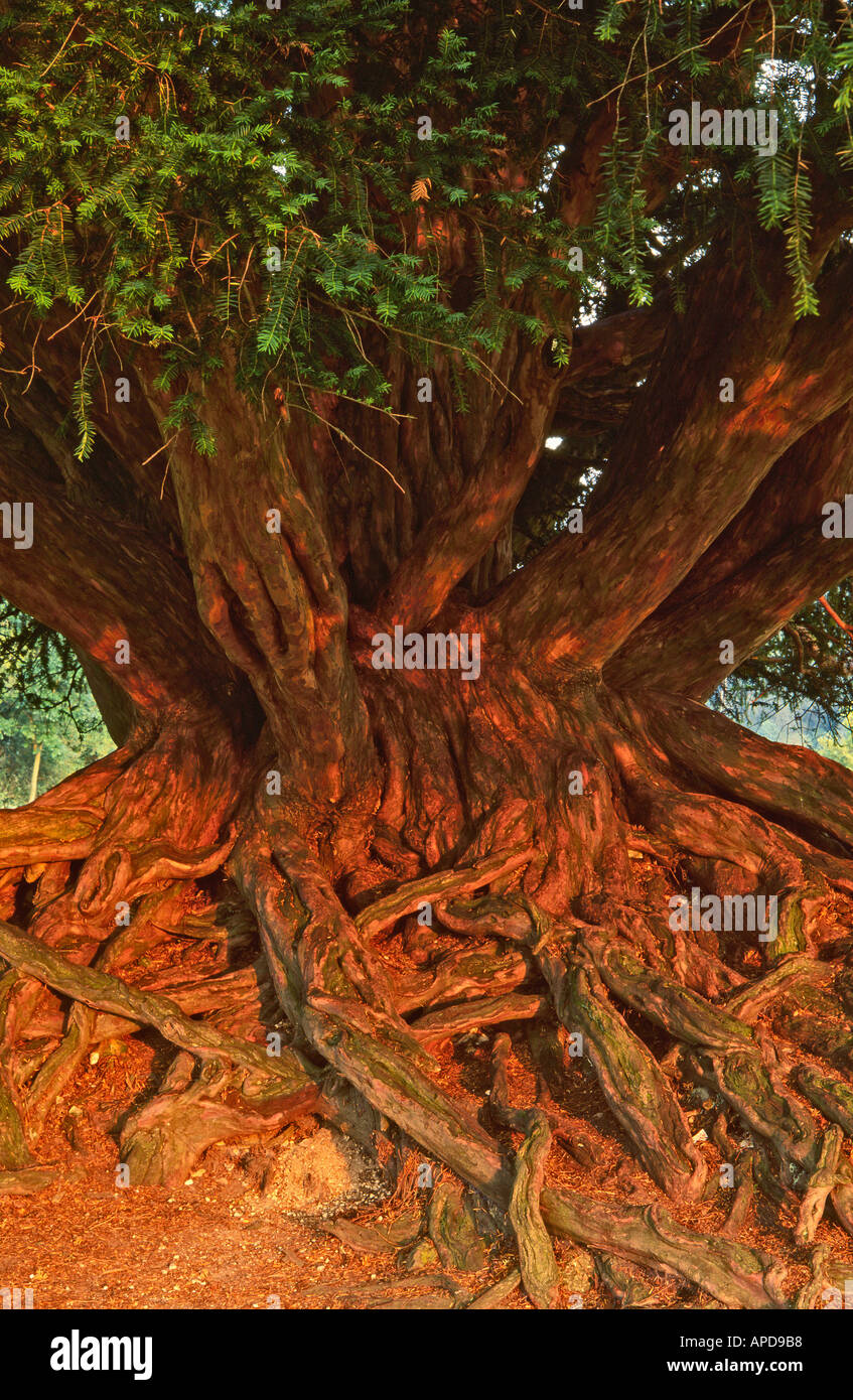 Radici di un antico albero di Yew (taxus) al tramonto, Surrey, Regno Unito Foto Stock