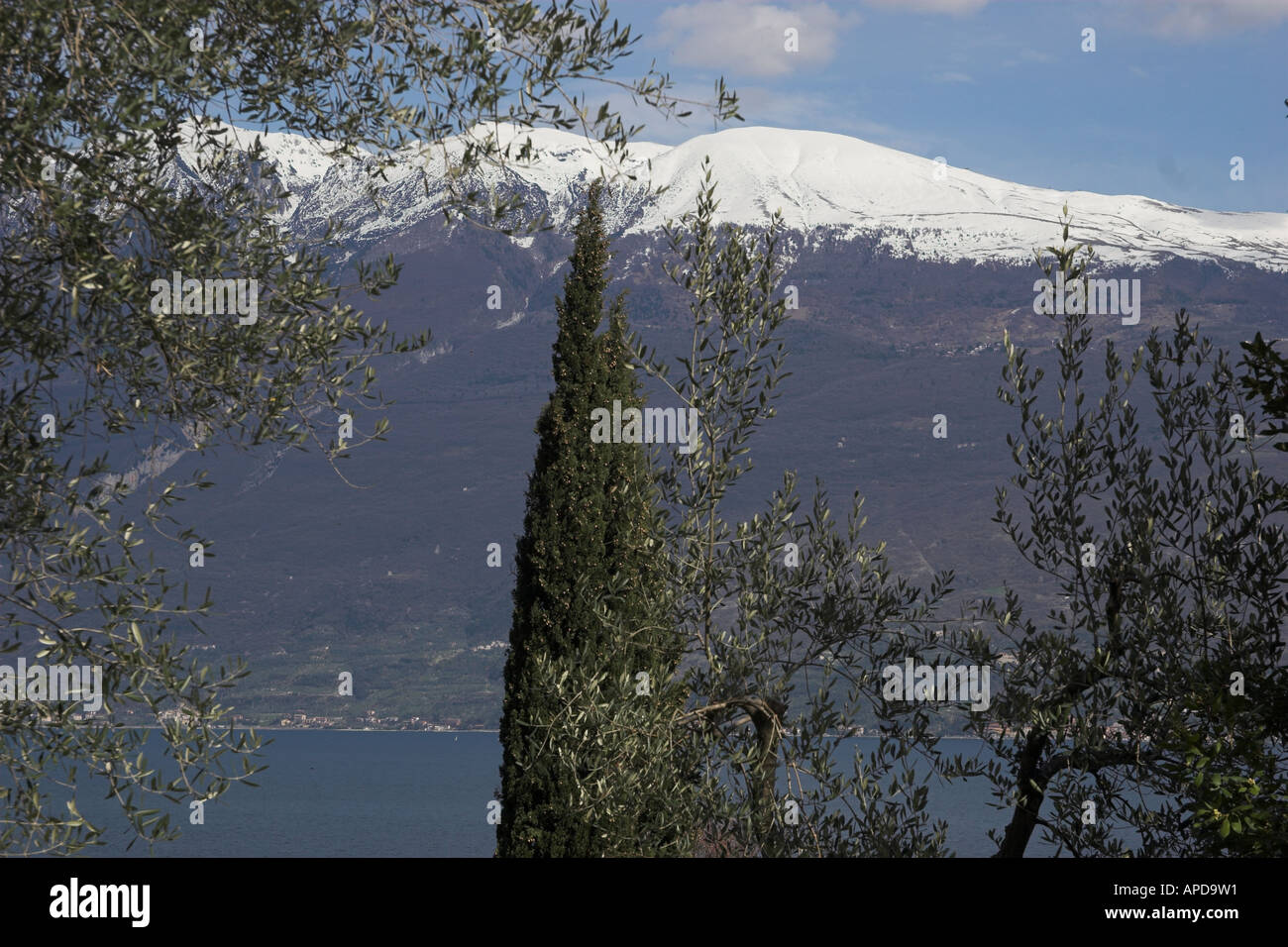 Affacciato su alberi di ulivo verso la coperta di neve Monte Baldo sul Lago di Garda Italia Foto Stock