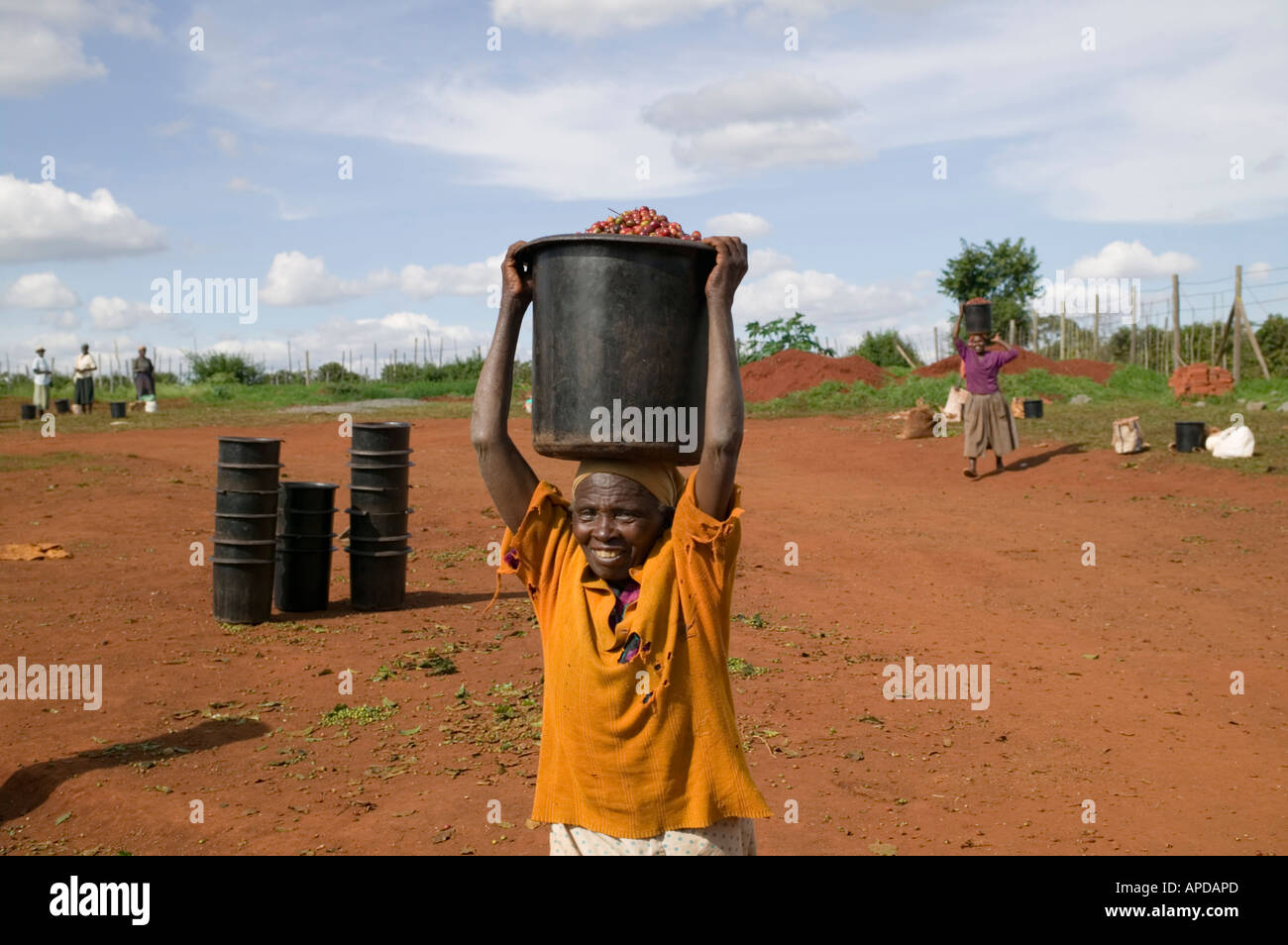 Africa Kenya Ruira signor donna anziana che trasportano Arabica chicchi di caffè nel contenitore bilanciato sulla sua testa Foto Stock