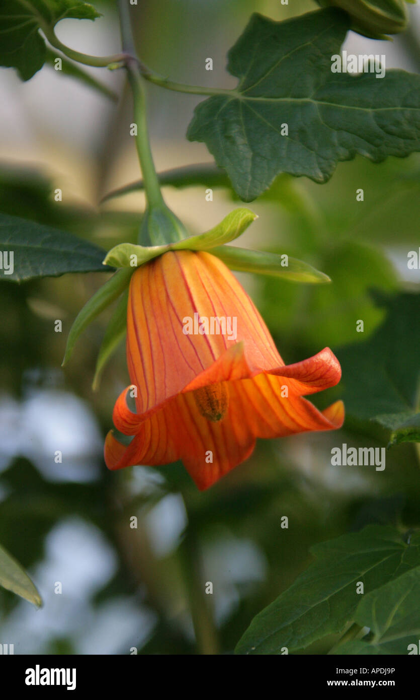 In Canarie Campanula Canarina canariensis Campanulaceae Foto Stock