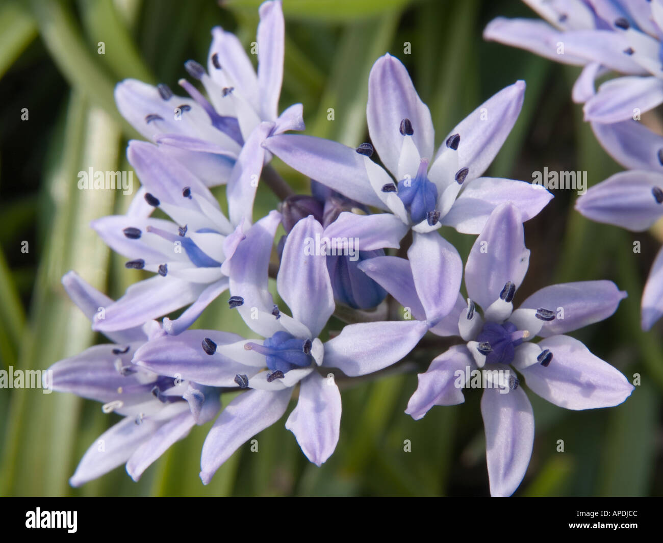 La molla SQUILL Scilla verna millefiori nativi fiori viola in close-up crescente nella stagione primaverile. Isola di Anglesey, Galles del Nord, Regno Unito, Gran Bretagna Foto Stock