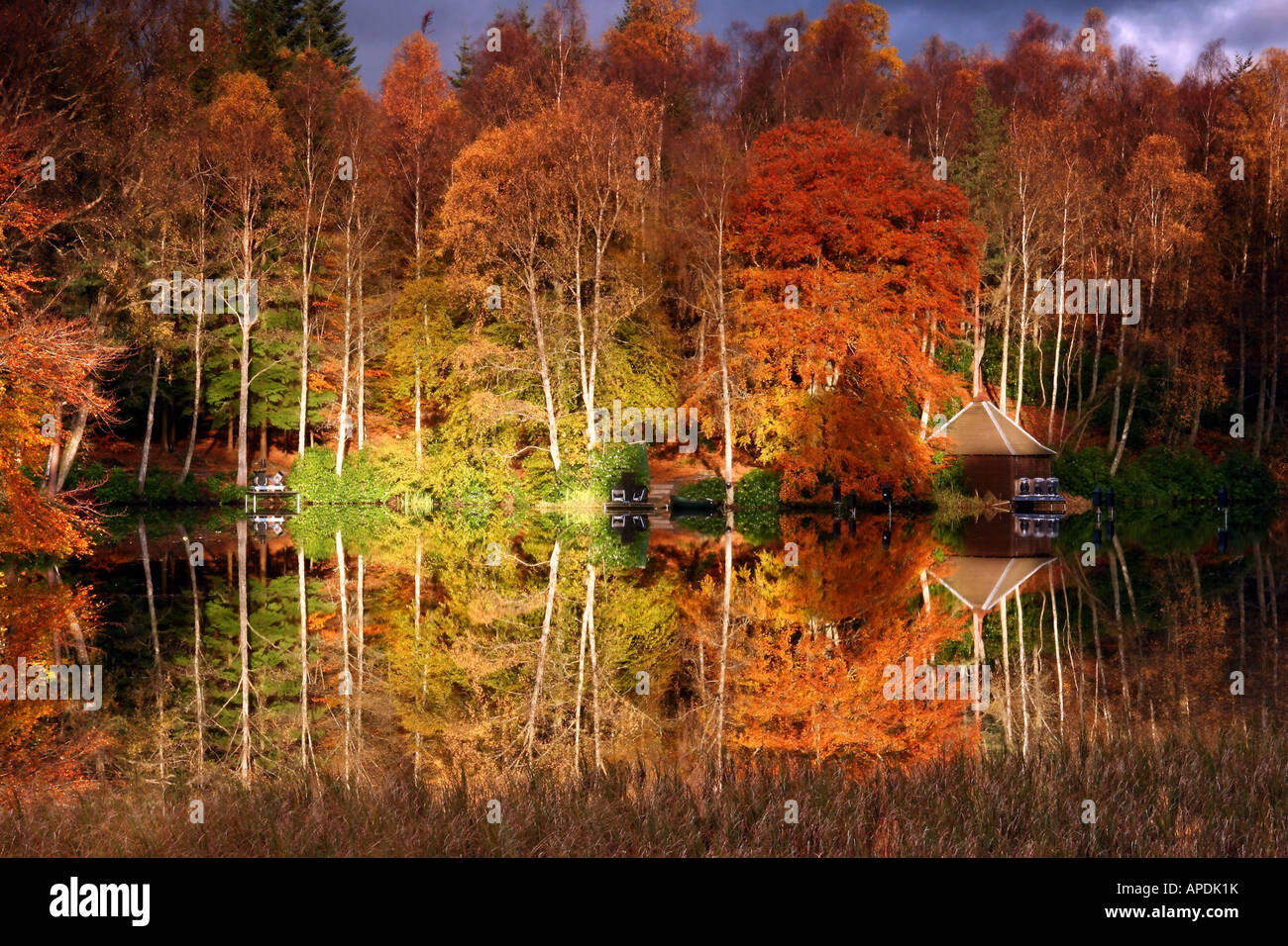 Colori dell'autunno in legno Faskally riflessa in Loch Dunmore Foto Stock