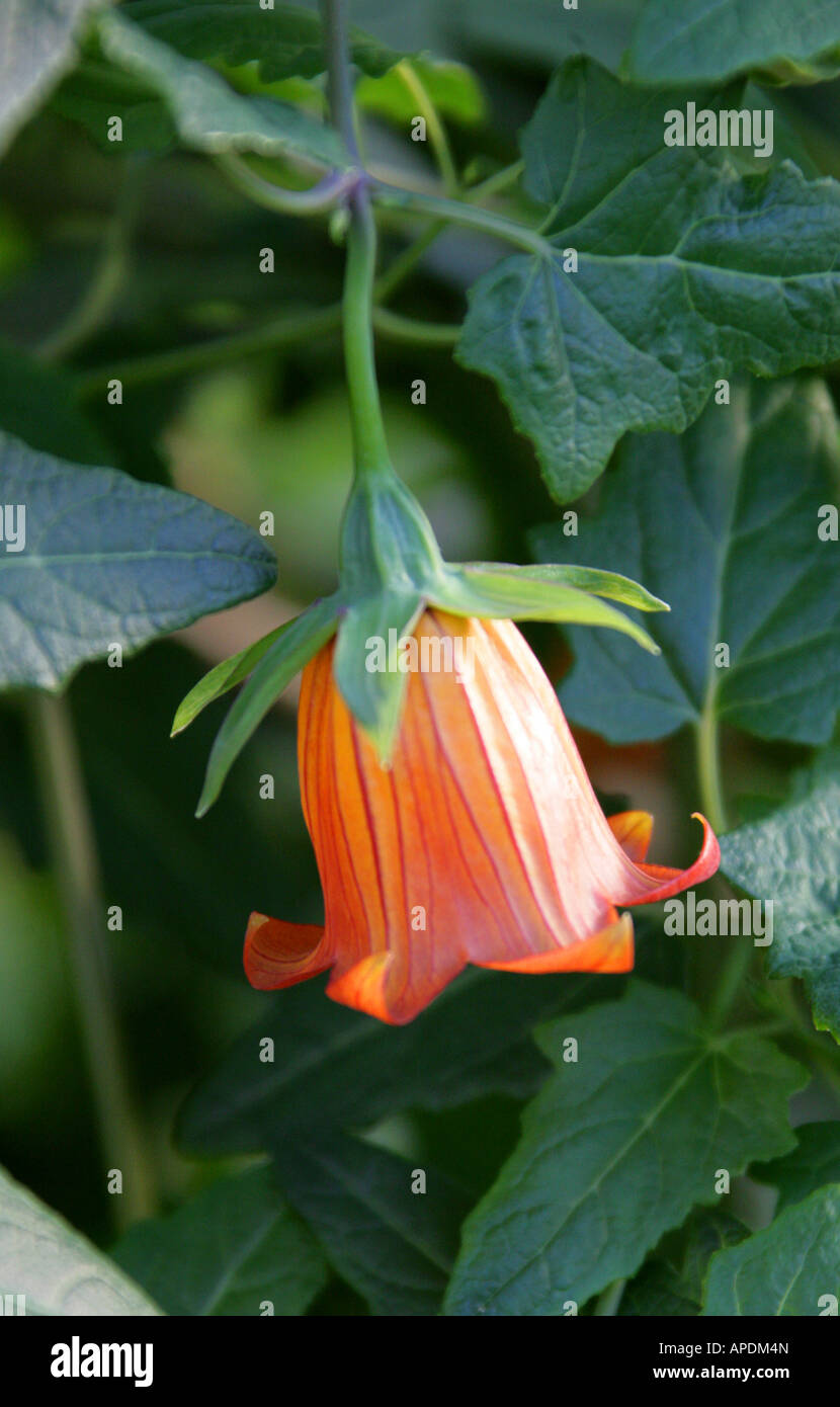In Canarie Campanula Canarina canariensis Campanulaceae Foto Stock