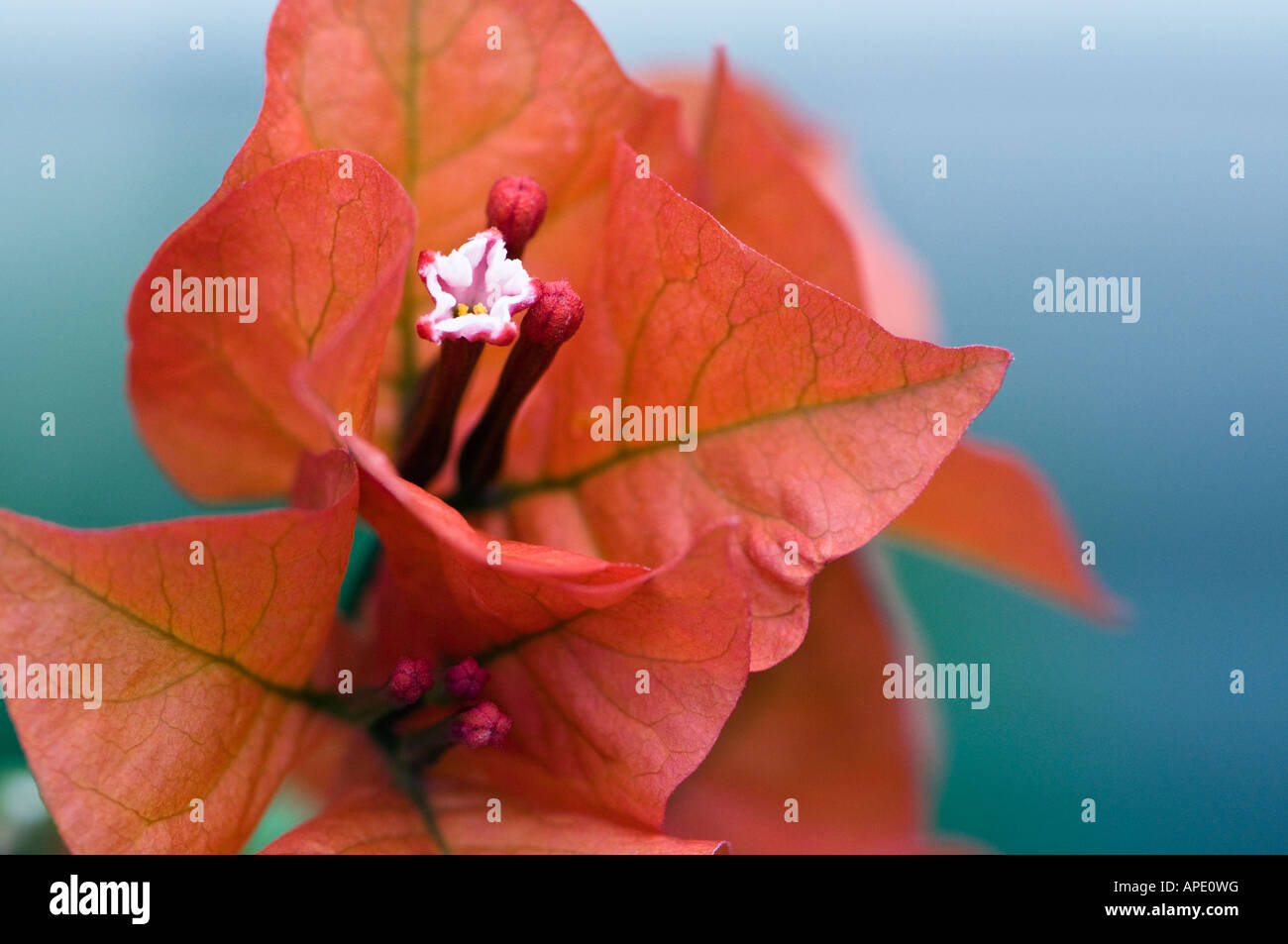 Il Bougainvillea in arancione, spinoso scalatore tropicale. Foto Stock