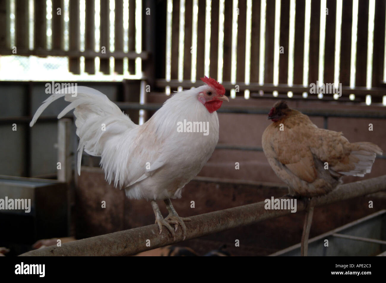 Polli da cortile Foto Stock
